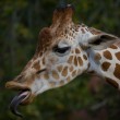 Une girafe tire la langue